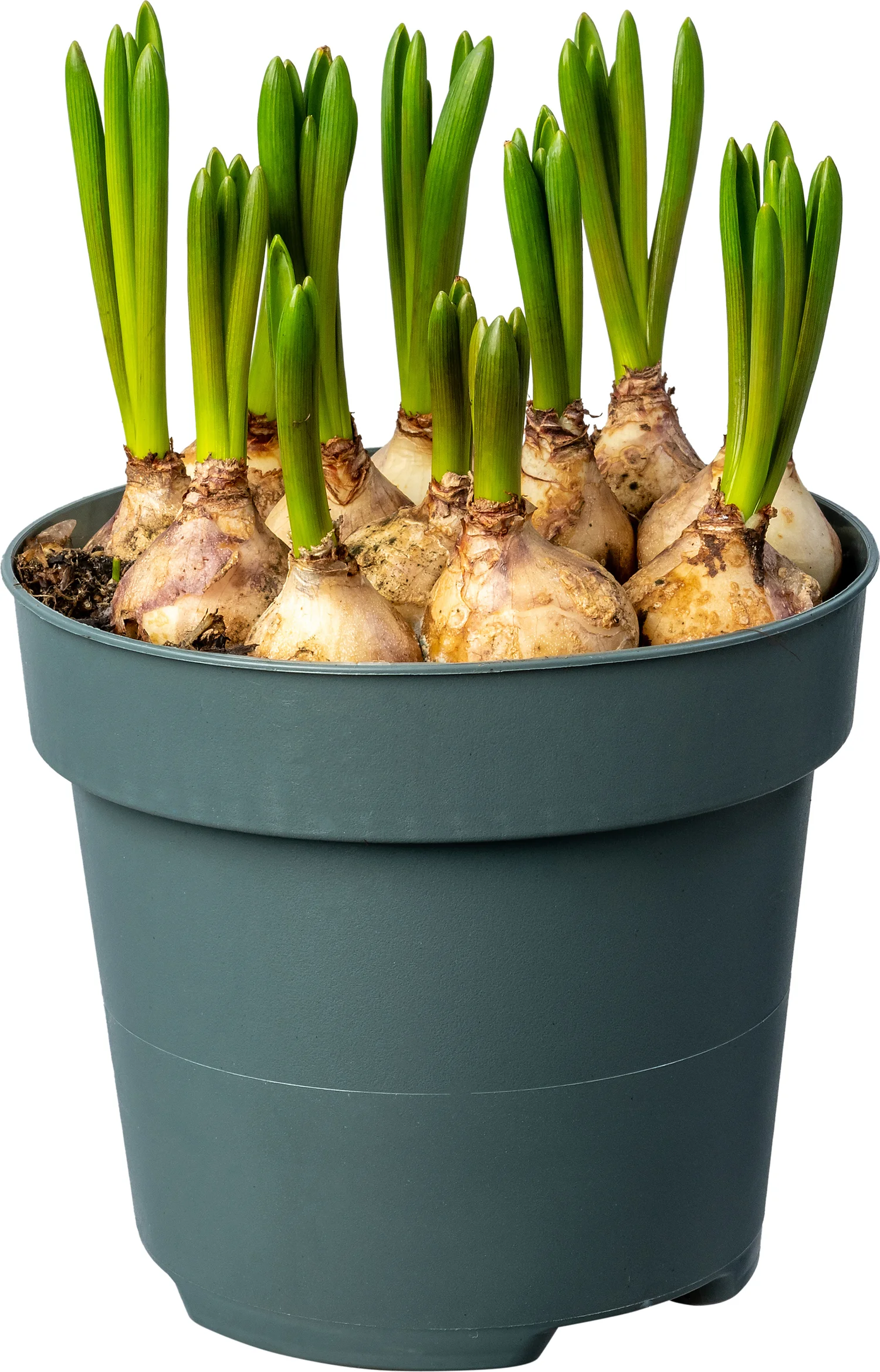 Biologische Wit druifje  (Muscari 'Casablanca') D 12 H 30