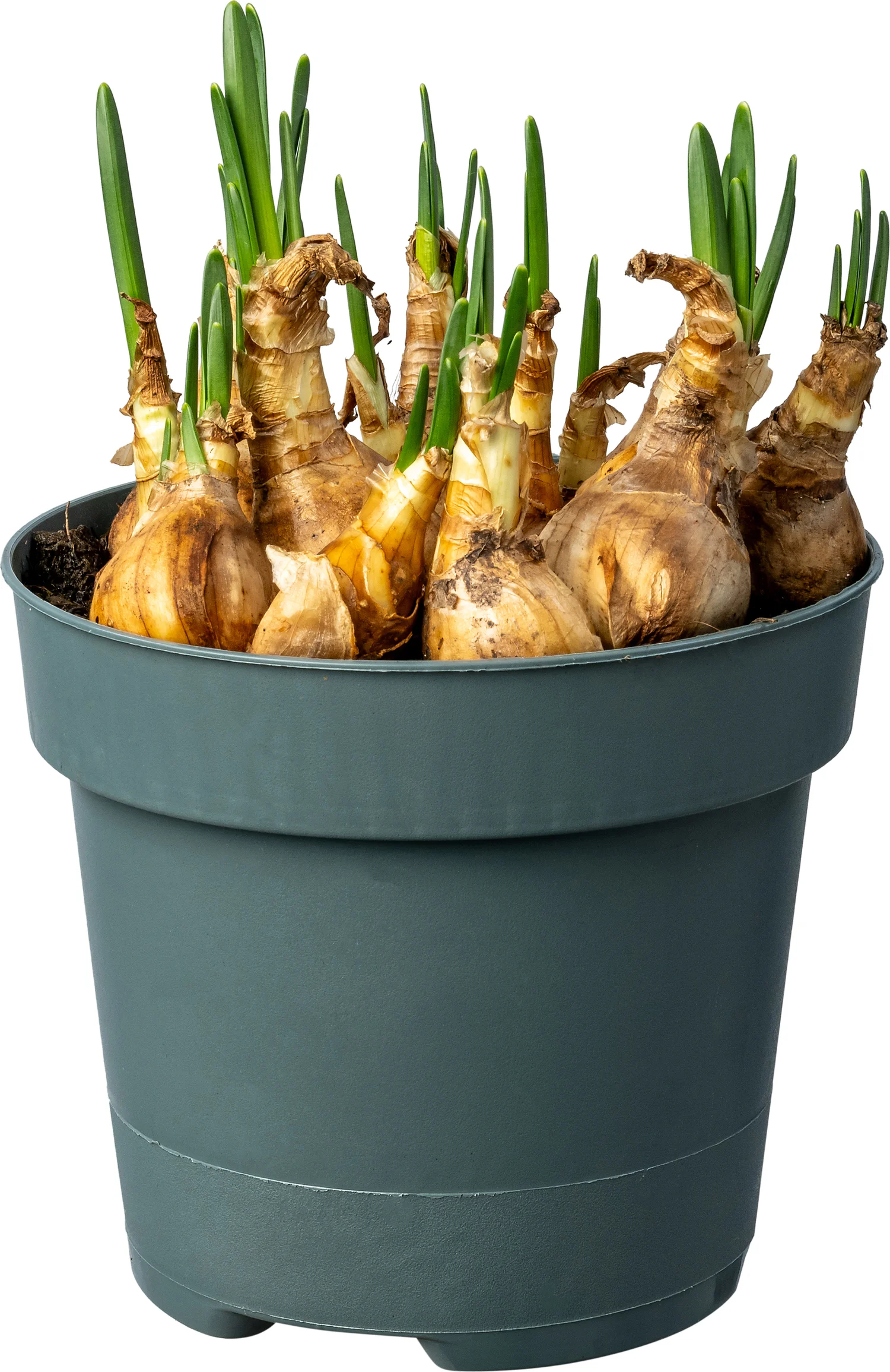Biologische Narcis (Narcissus 'Jetfire') D 12 H 30