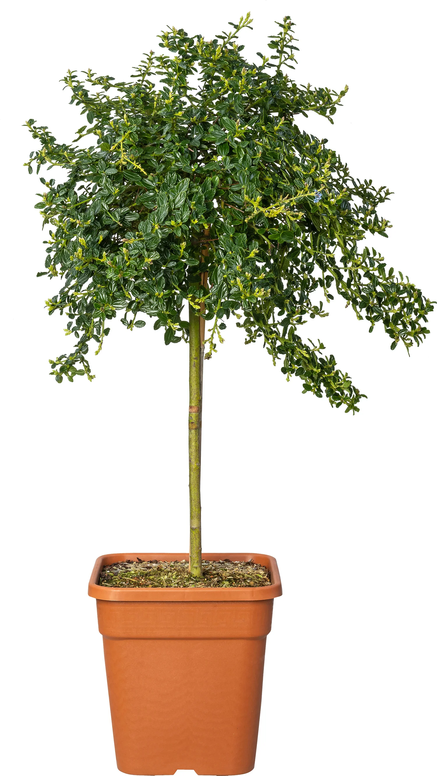 Amerikaanse sering (Ceanothus thyrsiflorus Var. Repens) D 30 H 80 cm