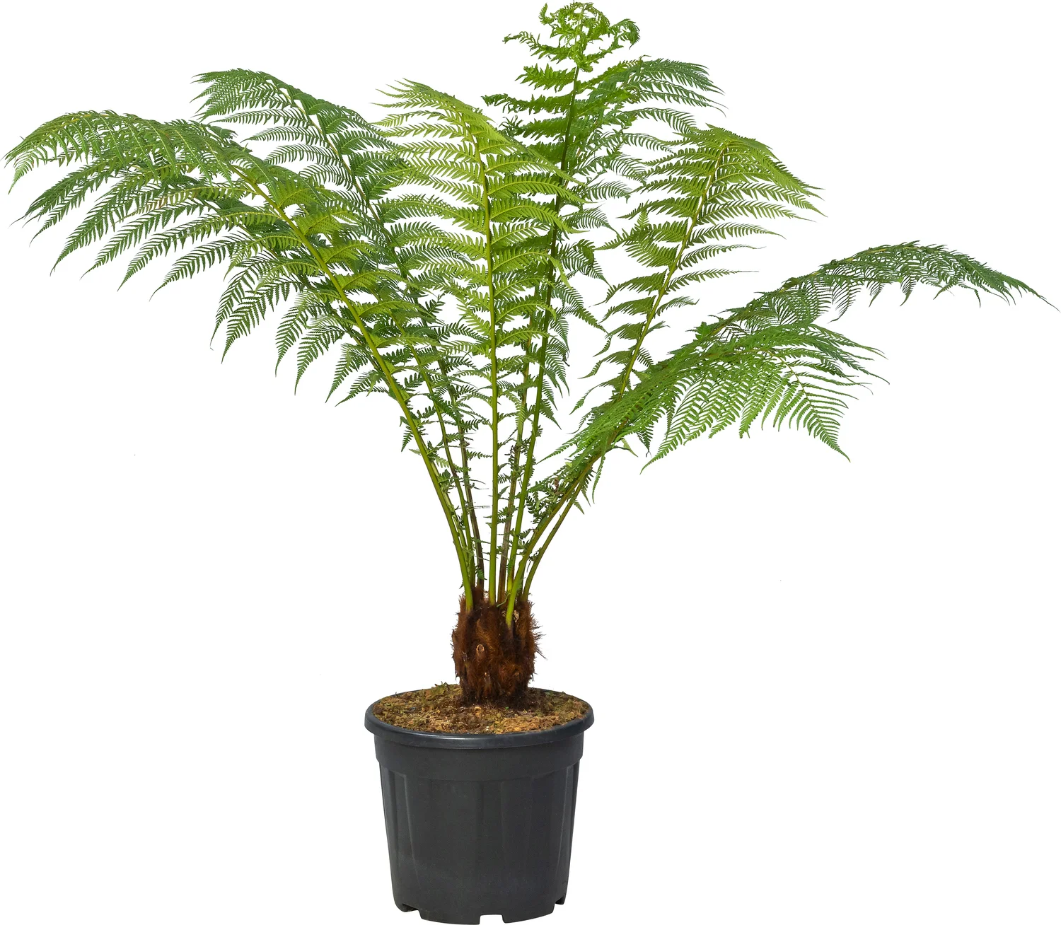 Boomvaren (Dicksonia antarctica) D 25 H 150 cm