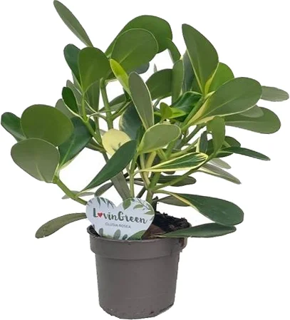 Clusia (Clusia rosea 'Variegata') D 12 H 35 cm