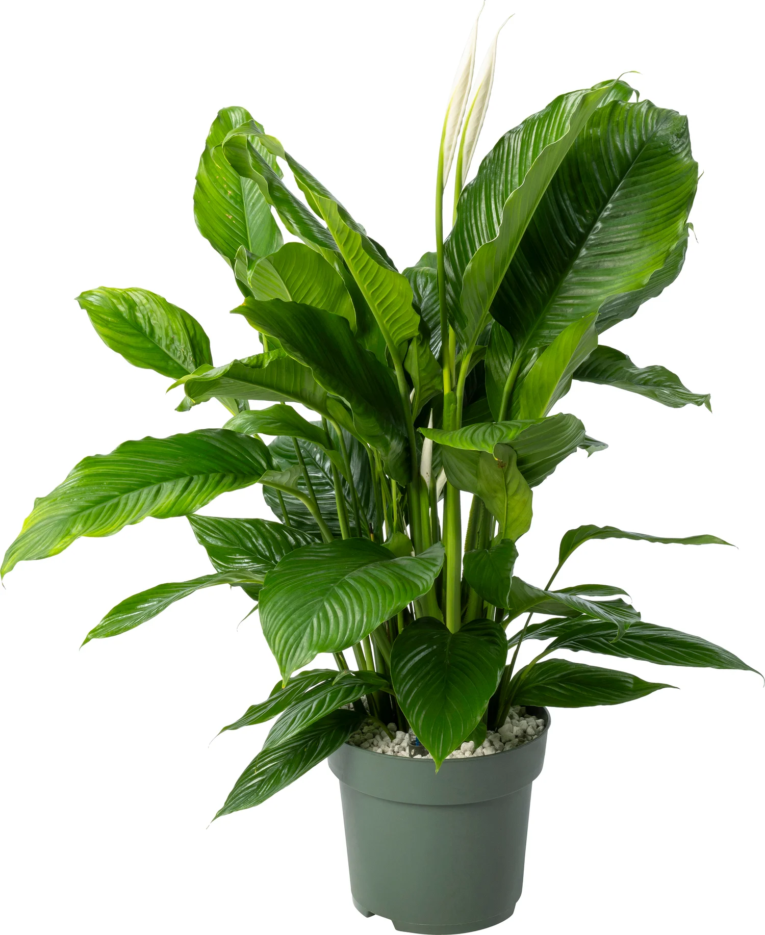 Beautanic Lifestyle Lepelplant (Spathiphyllum 'Sweet Sebastiano') D 27 H 110 cm