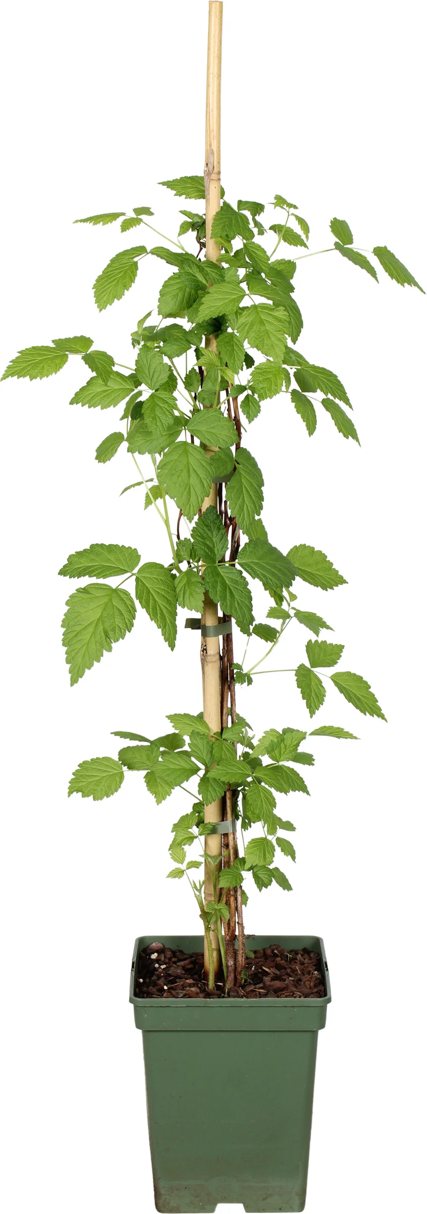 Biologische Herfstframboos (Rubus idaeus ' Grand Heritage') D 23 H 100 cm