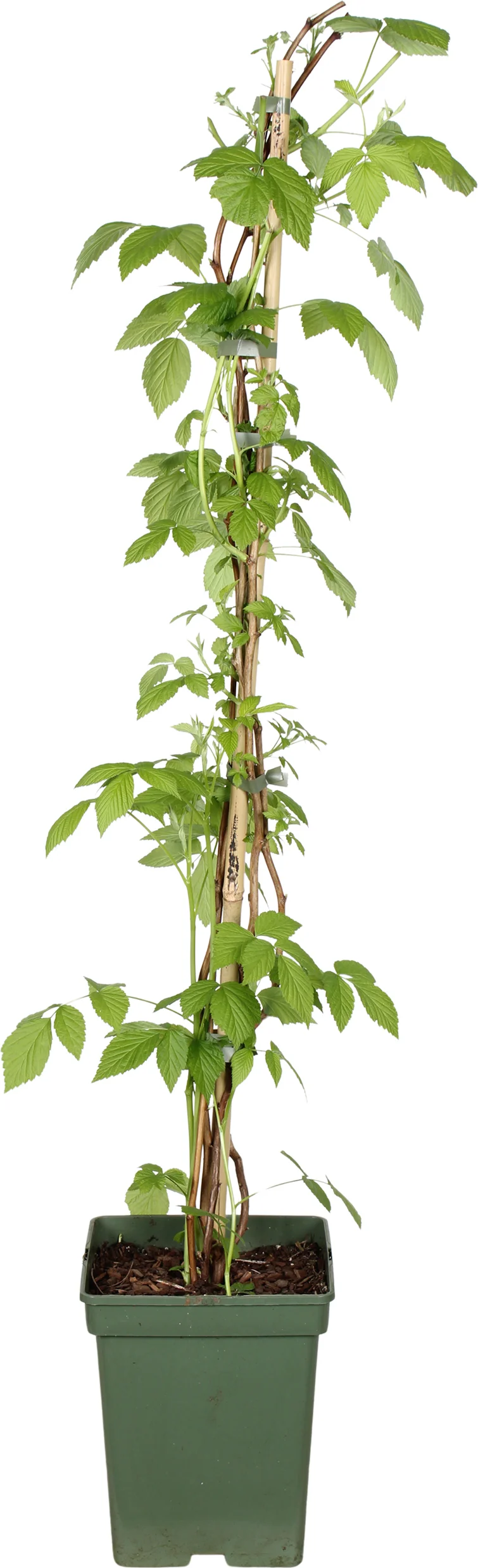 Biologische Gele Herfstframboos (Rubus ideaus 'Autumn amber') D 23 H 100 cm