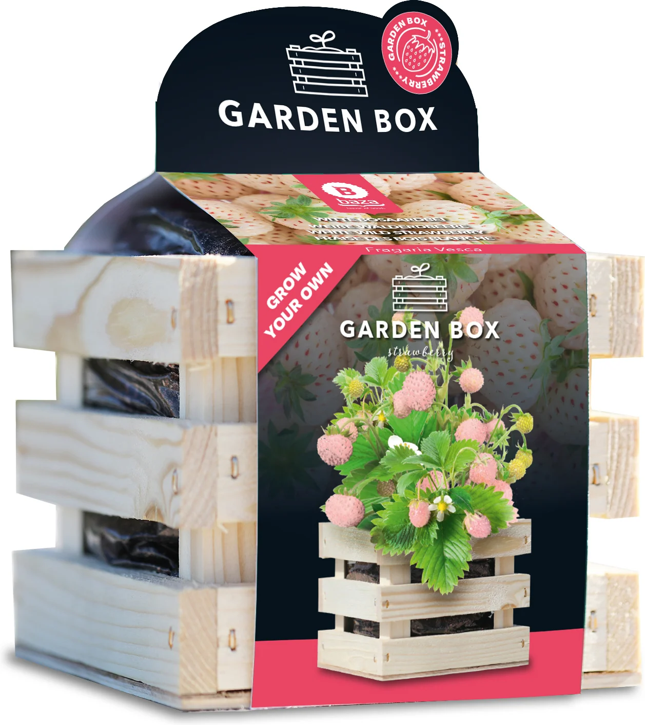 Baza Seeds Garden box kweekset Aardbei (Fragaria vesca) wit 10 x 11 x 12 cm