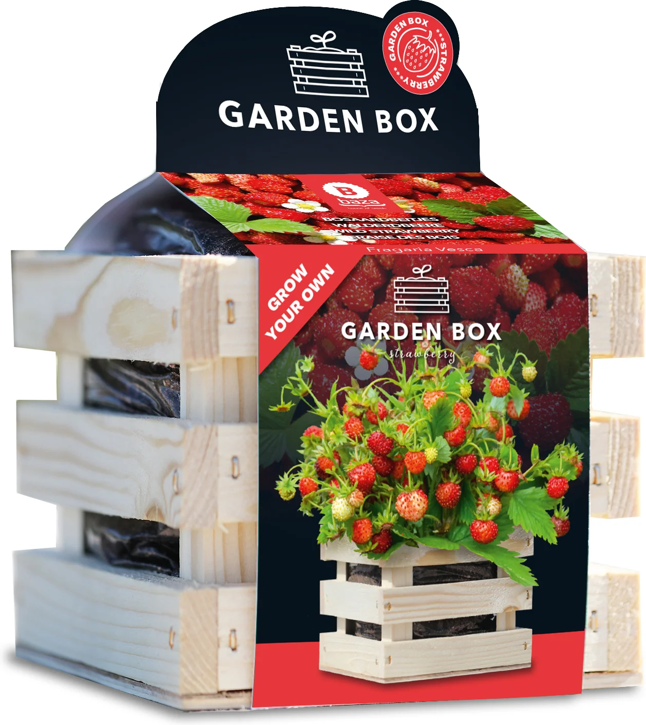 Baza Seeds Garden box kweekset Aardbei (Fragaria vesca) rood 10 x 11 x 12 cm