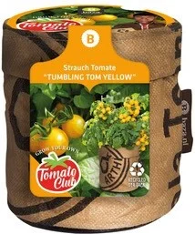 Baza Minituin groentezaad Struiktomaat Tumbling Tom D 11 H 12 cm