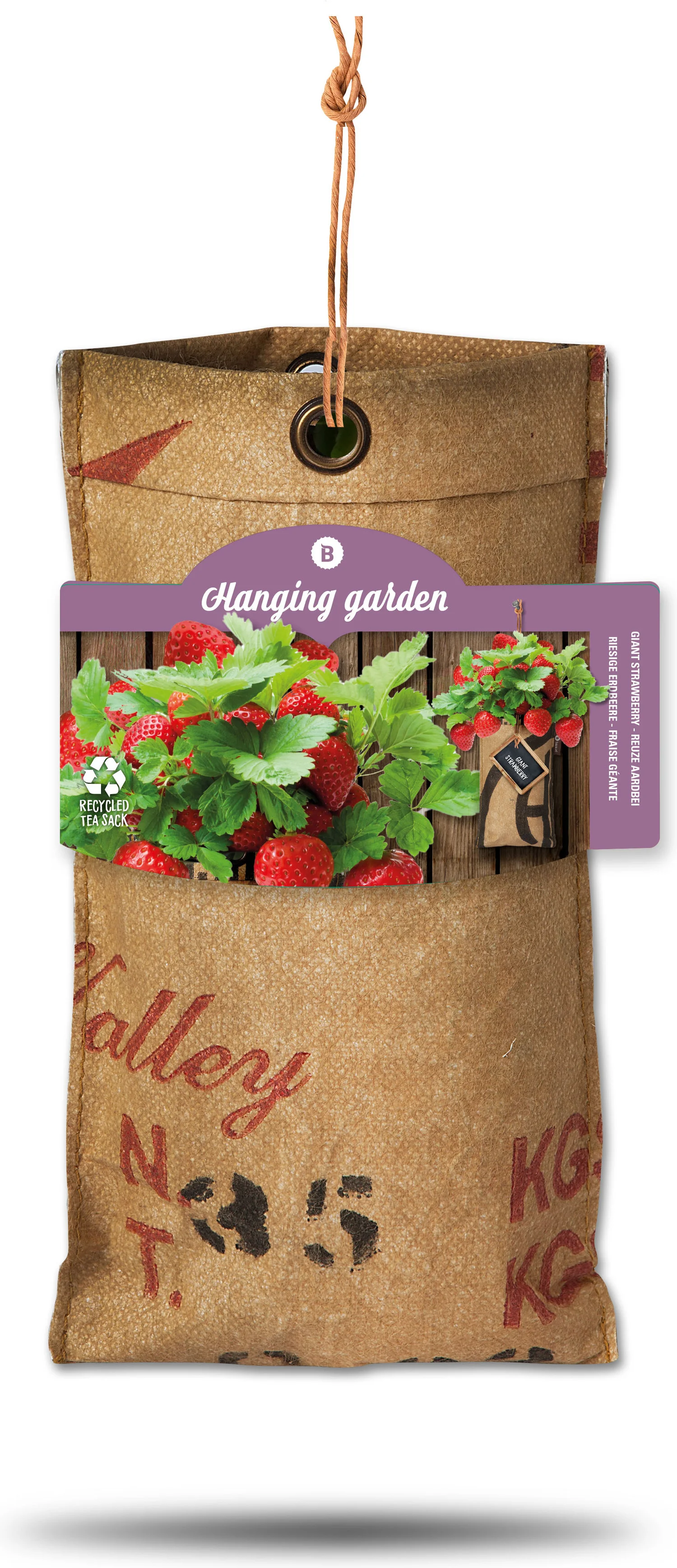 Baza Aardbei Hangtuin Reuze Aardbei (Fragaria)