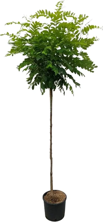 Bol Acacia (Robinia pseudoacacia 'Umbraculifera') D 28 H 110 cm